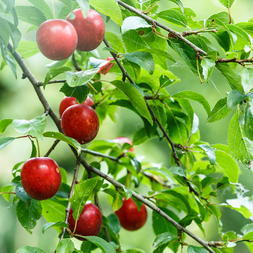 Image of American plum fruit on the tree.